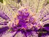 PurpleKush1.jpg