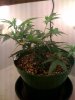 White Widow Day 19 a.jpg