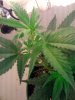 White Widow Day 19 b.jpg