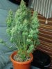 Himalaya Blue Diesel Harvest 7 days early.jpg