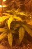 3+ Weeks Old (Trainwreck #7 2nd Day of Flowering).jpg