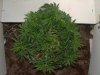 Grow2-Day43-pic4.jpg