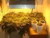 Grow2-Day54-pic1.JPG