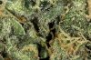 Dry_Buds_4_of_1_.jpg