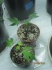 Hogs Breath Clones..jpg