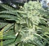 Day 60 flower (2)- Great White Shark.jpg