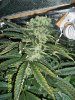 Day 60 flower (3)- Great White Shark.jpg