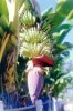 banana_flower.jpg