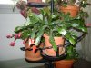 Mom's Easter cactus 002.jpg