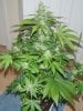 Flower day 50 (22).jpg