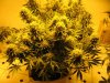 start week eight sativa 003.jpg