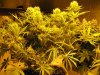 start week eight sativa 007.jpg