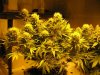 start week eight sativa 008.jpg