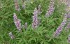 800px-Vitex-agnus-castus-foliage.JPG