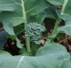 100_0575-Broccoli.jpg