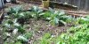 100_0580-Artichoke Plants.jpg