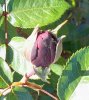 100_0595-Red Bud.jpg