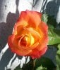 100_0597-Rose.jpg