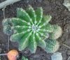 100_0601-Little Cactus.jpg