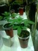 Big Buddah Cheese fem seedlings.jpg