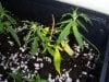 new clones and seedlings 052.jpg