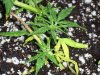 new clones and seedlings 056.jpg