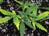 new clones and seedlings 060.jpg