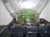 new clones and seedlings 075.jpg