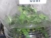 new clones and seedlings 076.jpg