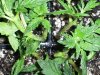 new clones and seedlings 079.jpg