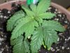 new clones and seedlings 001.jpg