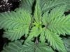 new clones and seedlings 002.jpg