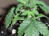 new clones and seedlings 003.jpg