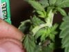 new clones and seedlings 004.jpg