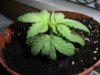 new clones and seedlings 005.jpg