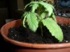 new clones and seedlings 006.jpg