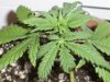 new clones and seedlings 008.jpg