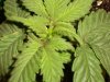 new clones and seedlings 010.jpg