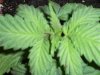 new clones and seedlings 011.jpg