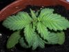 new clones and seedlings 013.jpg