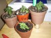 new clones and seedlings 015.jpg