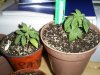 new clones and seedlings 016.jpg