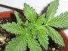 new clones and seedlings 024.jpg