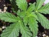 new clones and seedlings 025.jpg