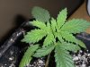 new clones and seedlings 029.jpg