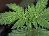 new clones and seedlings 030.jpg