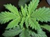 new clones and seedlings 035.jpg