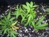 dp clones 1 week 003.jpg