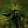 dankouver_27days-flowering_x15_-(2).jpg