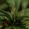 dankouver_27days-flowering_x15_.jpg